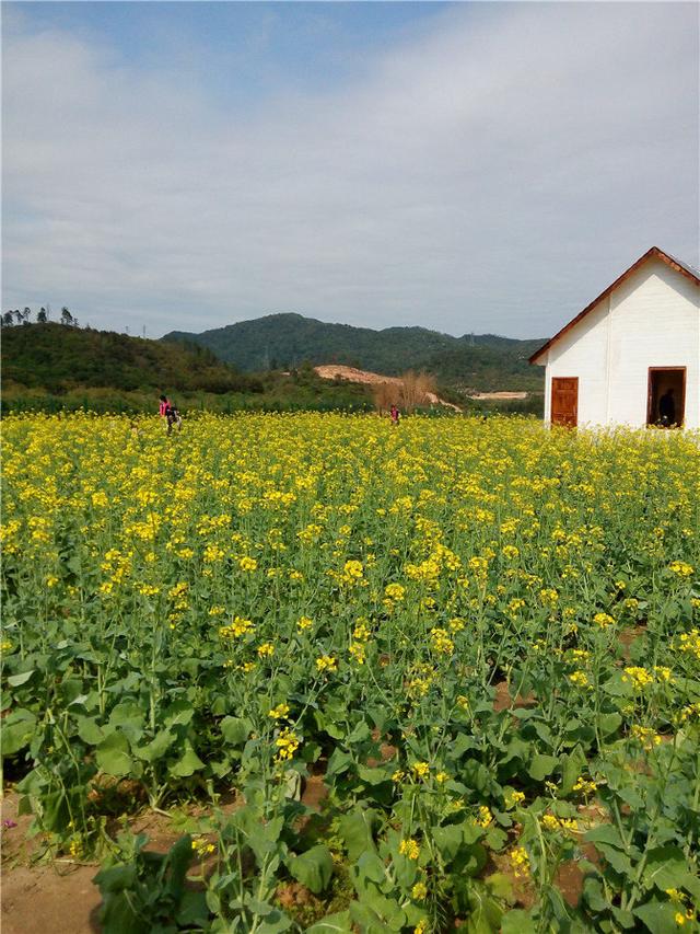 广州芳村花卉种植基地图片