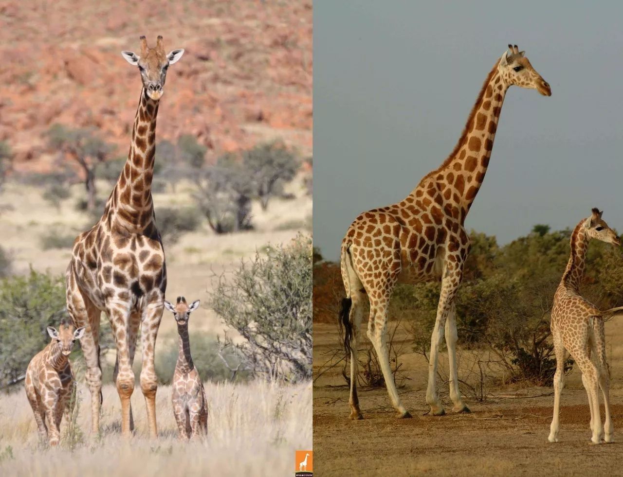 看腿.图片:giraffe conservation foundation问题4.有短颈鹿吗?