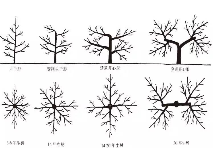 日本高品质的苹果树形——开心形的特点与整形方法