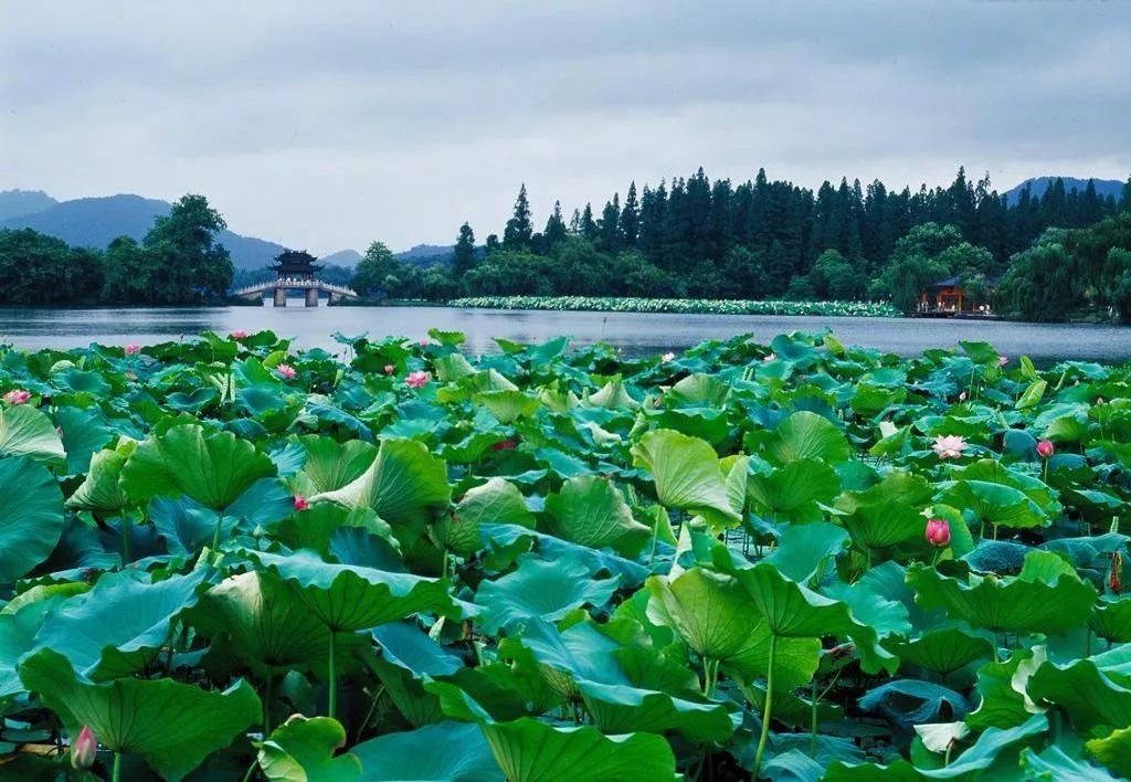 塵世寫真丨曾經家住西湖邊