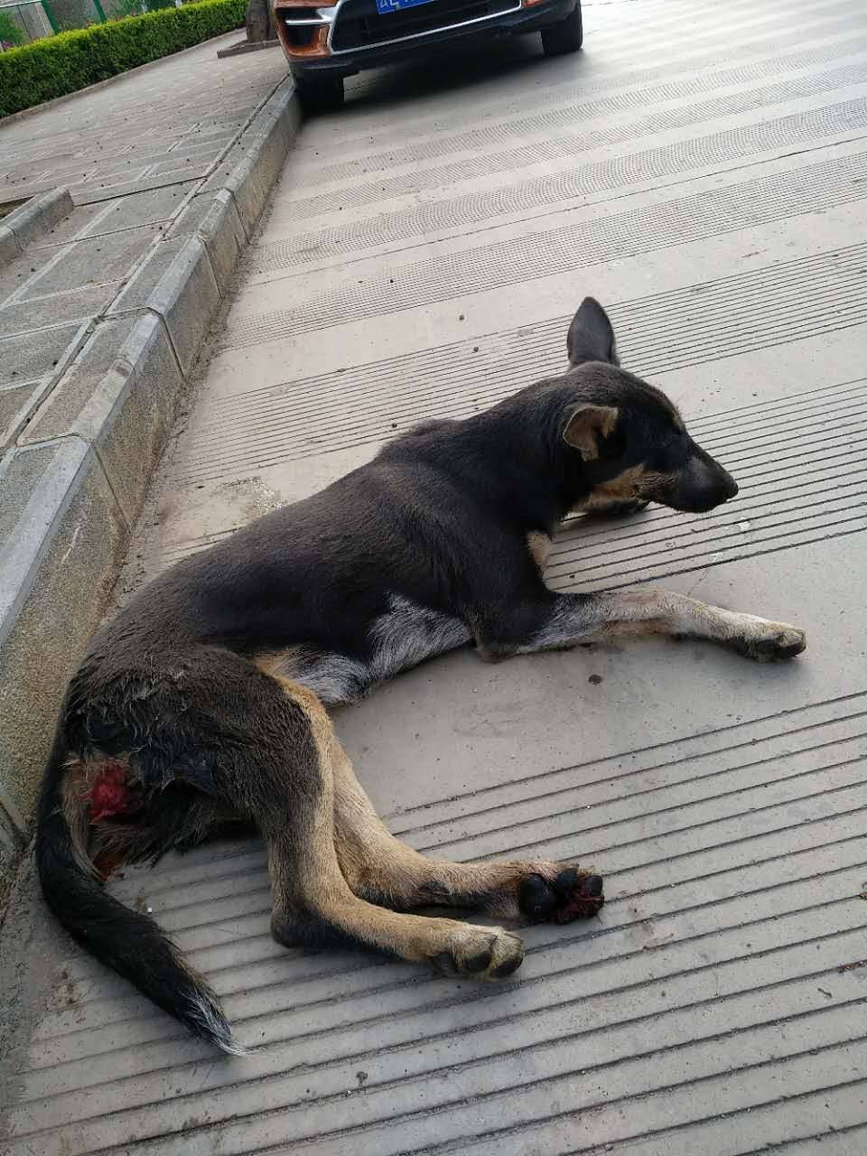 近况大理国际大酒店旁救助被车撞了的狗狗