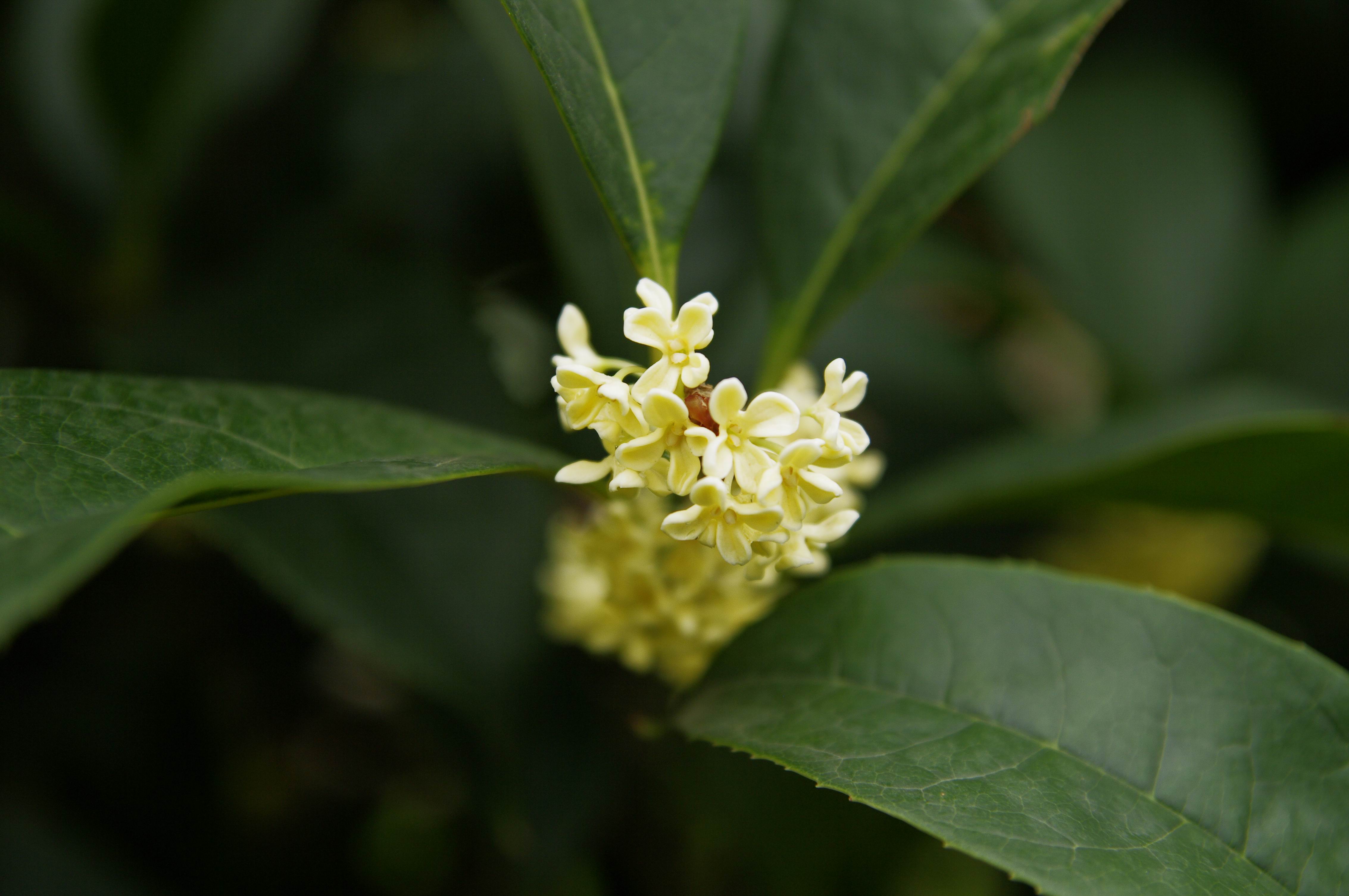 桂花香里 沉醉秋之味