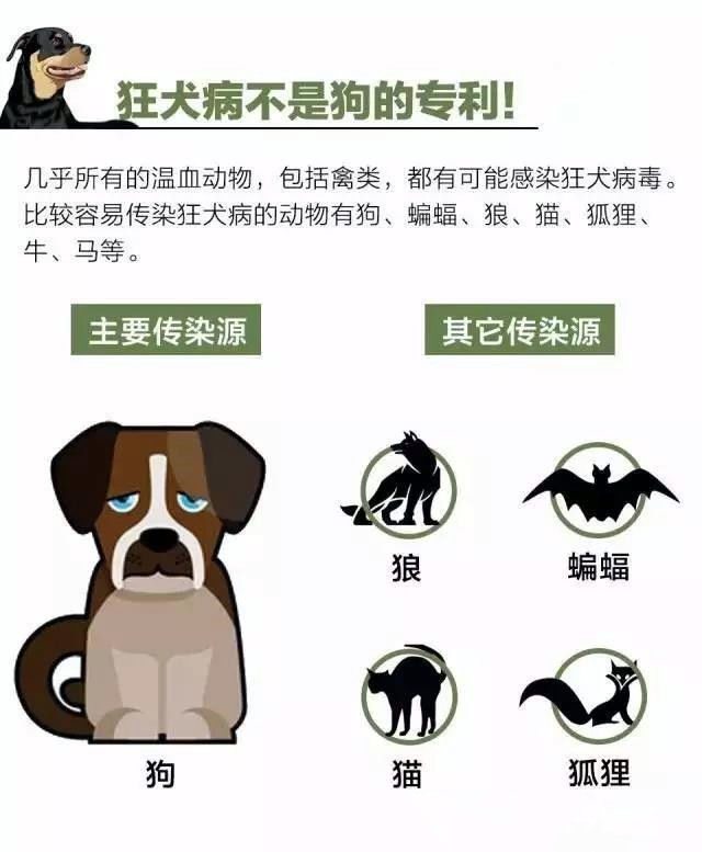 你身边的不少动物都有可能携带狂犬病毒.