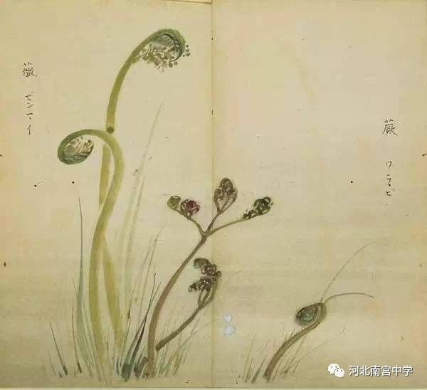 伯兮》4,蒌蒿(芦蒿)翘翘错薪,言刈其蒌;之子于归,言秣其驹.