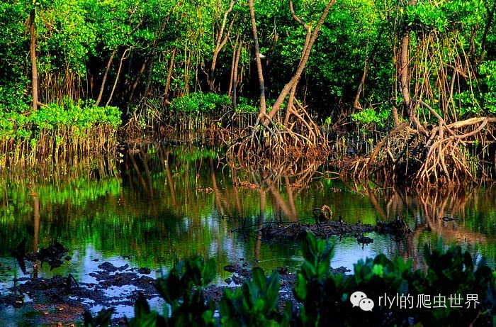 生物多样性的天堂红树林mangroveforest