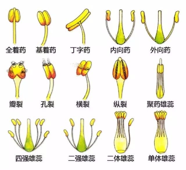 花 雄蕊花葯花 結構花 禾本科花 單子葉植物▼變態葉複葉葉毛被▼葉刺