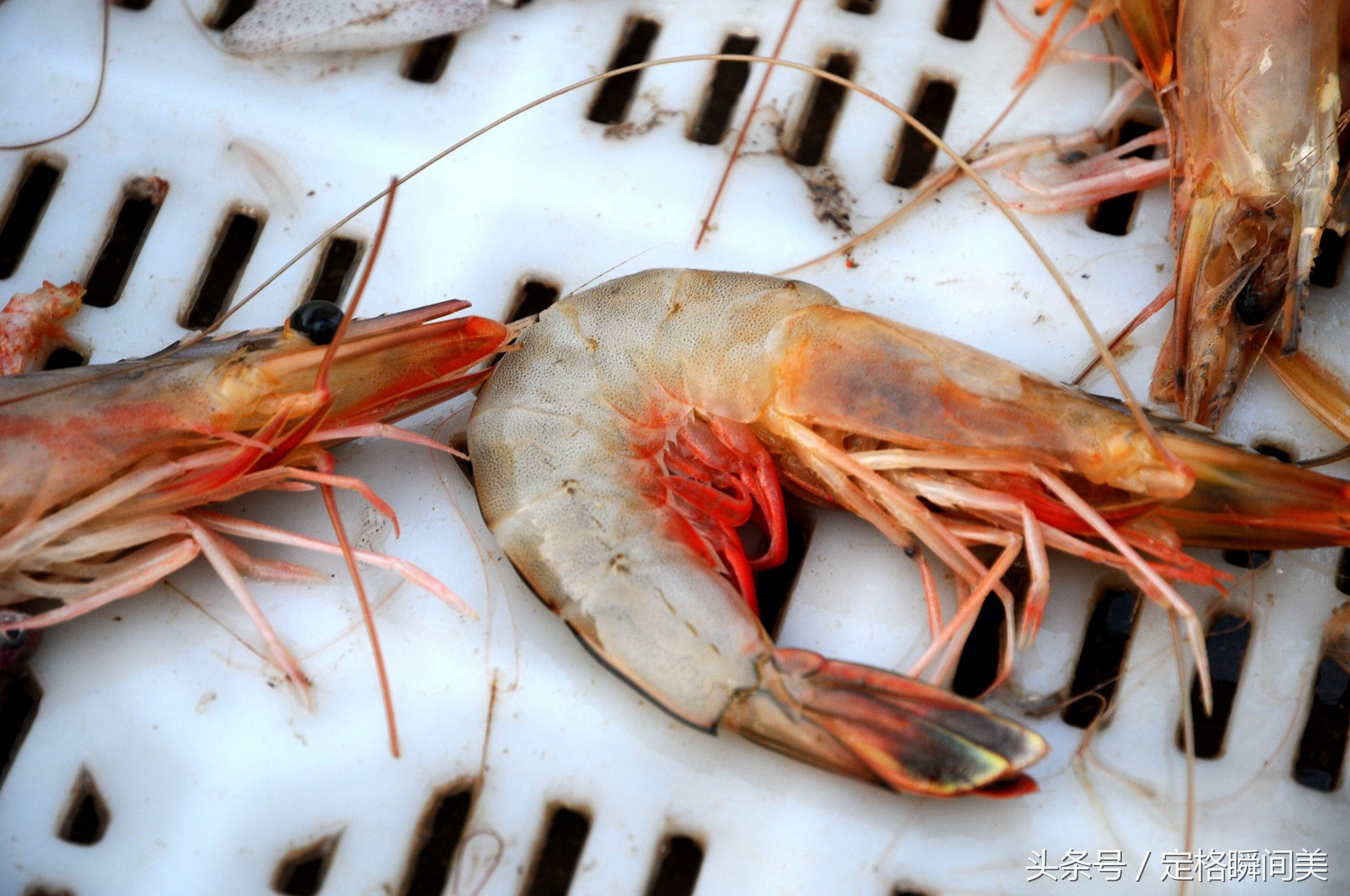 早市新鲜大蛎虾30一斤 本地大妈两种烹饪方法 给孙子做零食解馋