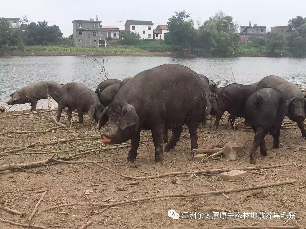 無抗生素無添加劑味美香糯的黑毛土豬肉最後一批你想嚐嚐嗎