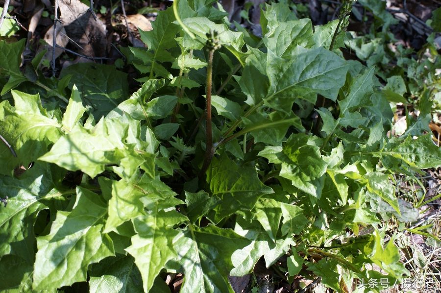 別名為毛連連,野芥菜,黃花枝香草,野青菜,還陽草.