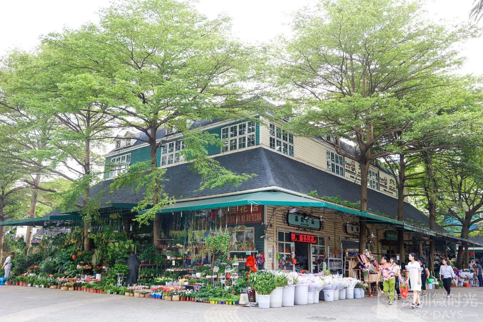 深圳最全花木市场合集,来拈花惹草啊!