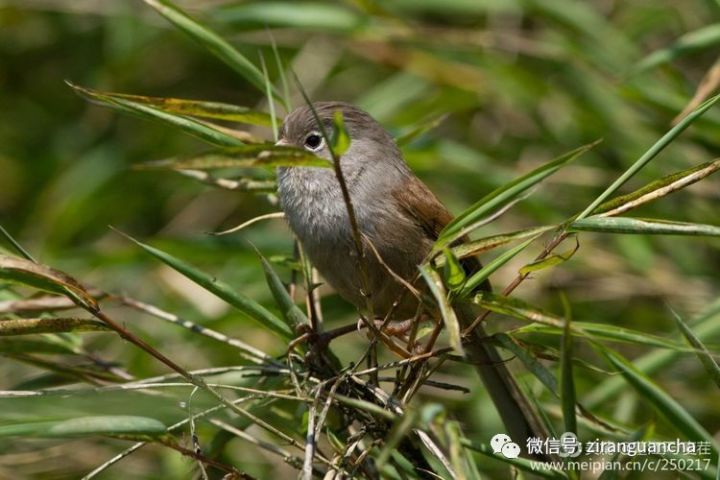 龙苍瓦屋,翎雀有声