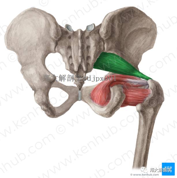 坐骨神經大腿後方疼痛時需考慮這些結構的病變版權聲明:本文轉載自