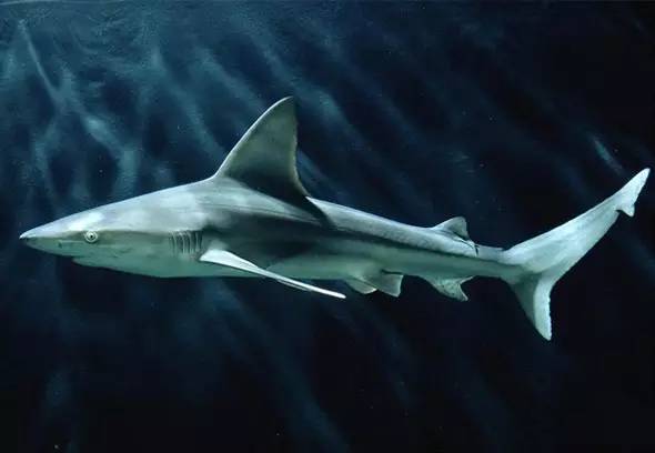 高鳍白眼鲛,又名铅灰真鲨,大沙,为白眼鲛科真鲨属下的一个种,体长1