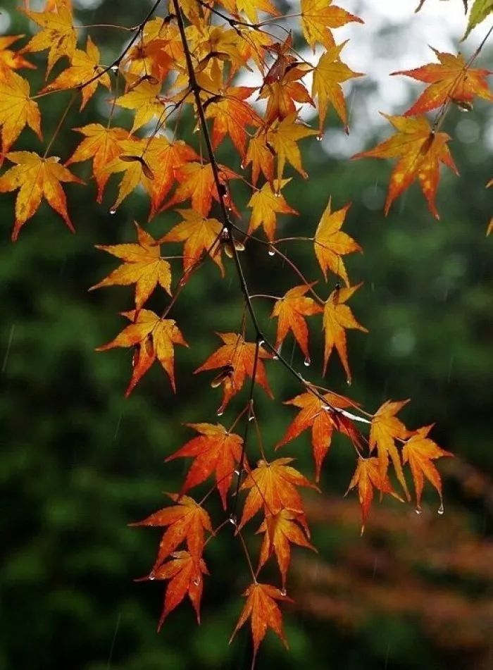 秋雨无痕,滴滴入心