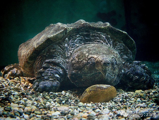 北美鳄龟最大体型图片