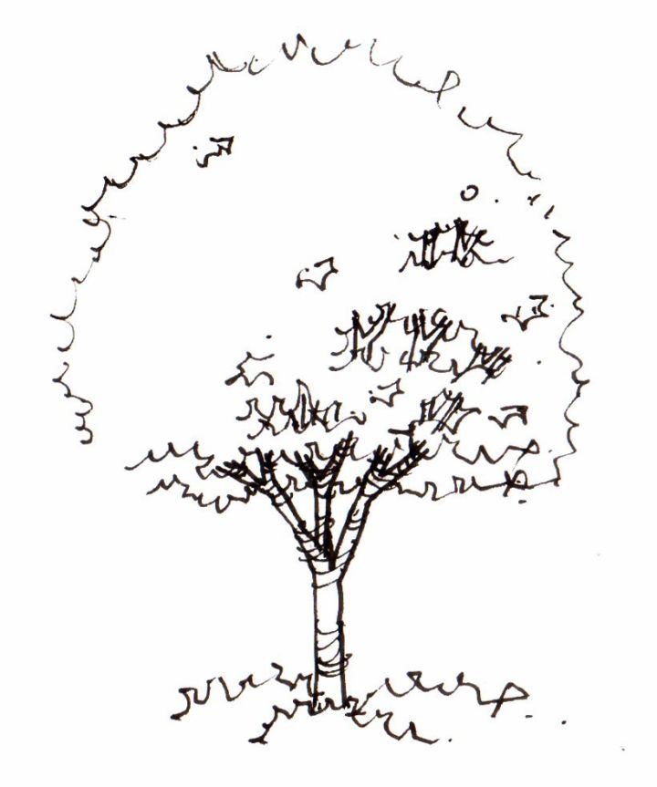 香樟树简笔画图片