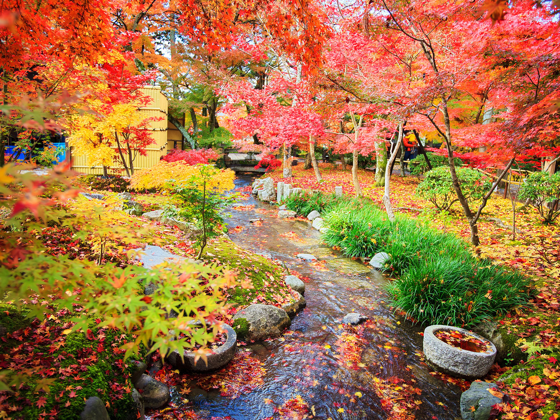 秋天去日本赏枫叶 这些习俗你必须知道