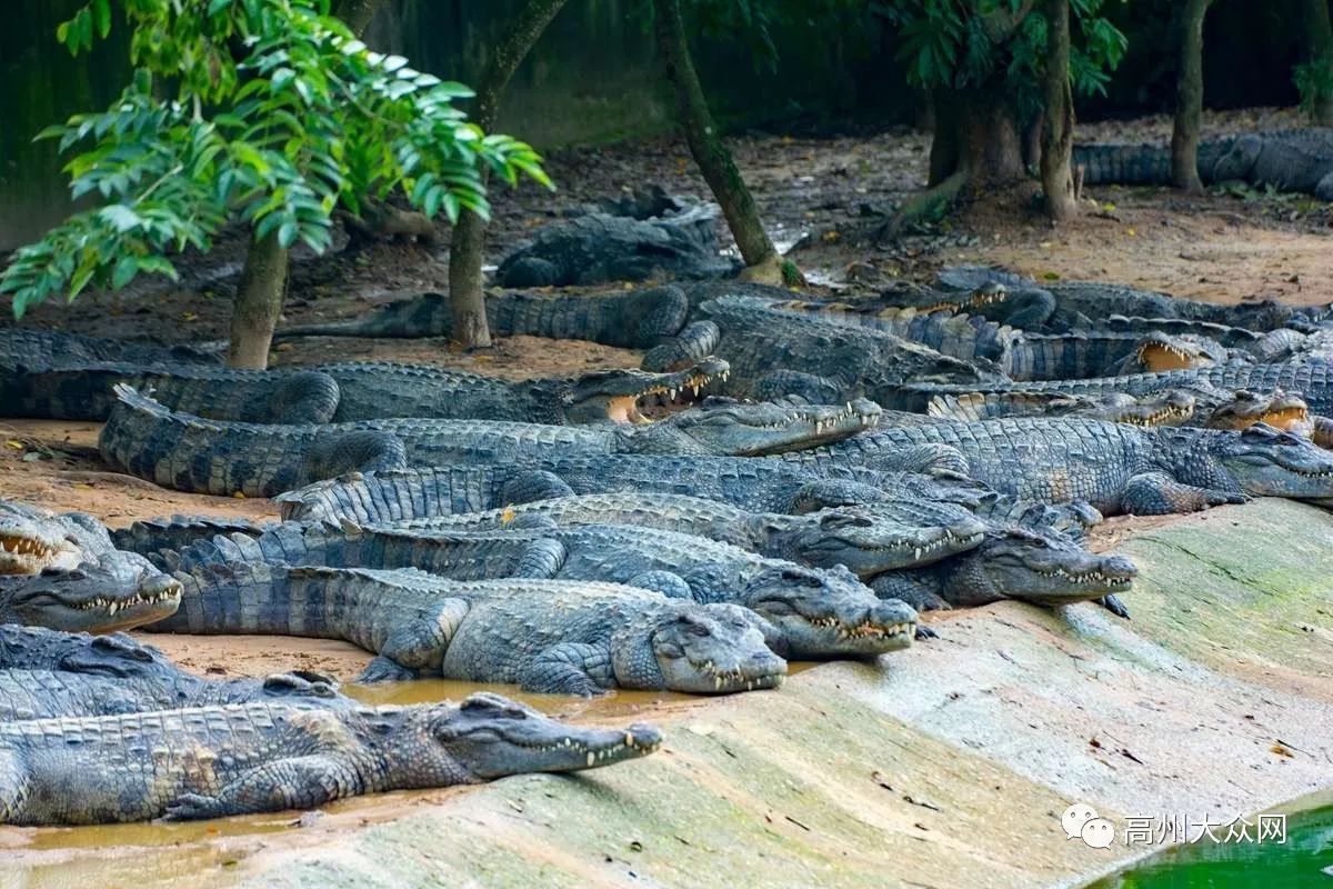 广东宏益鳄鱼产业有限公司从2006年创建,以鳄鱼养殖起步,经过十多年