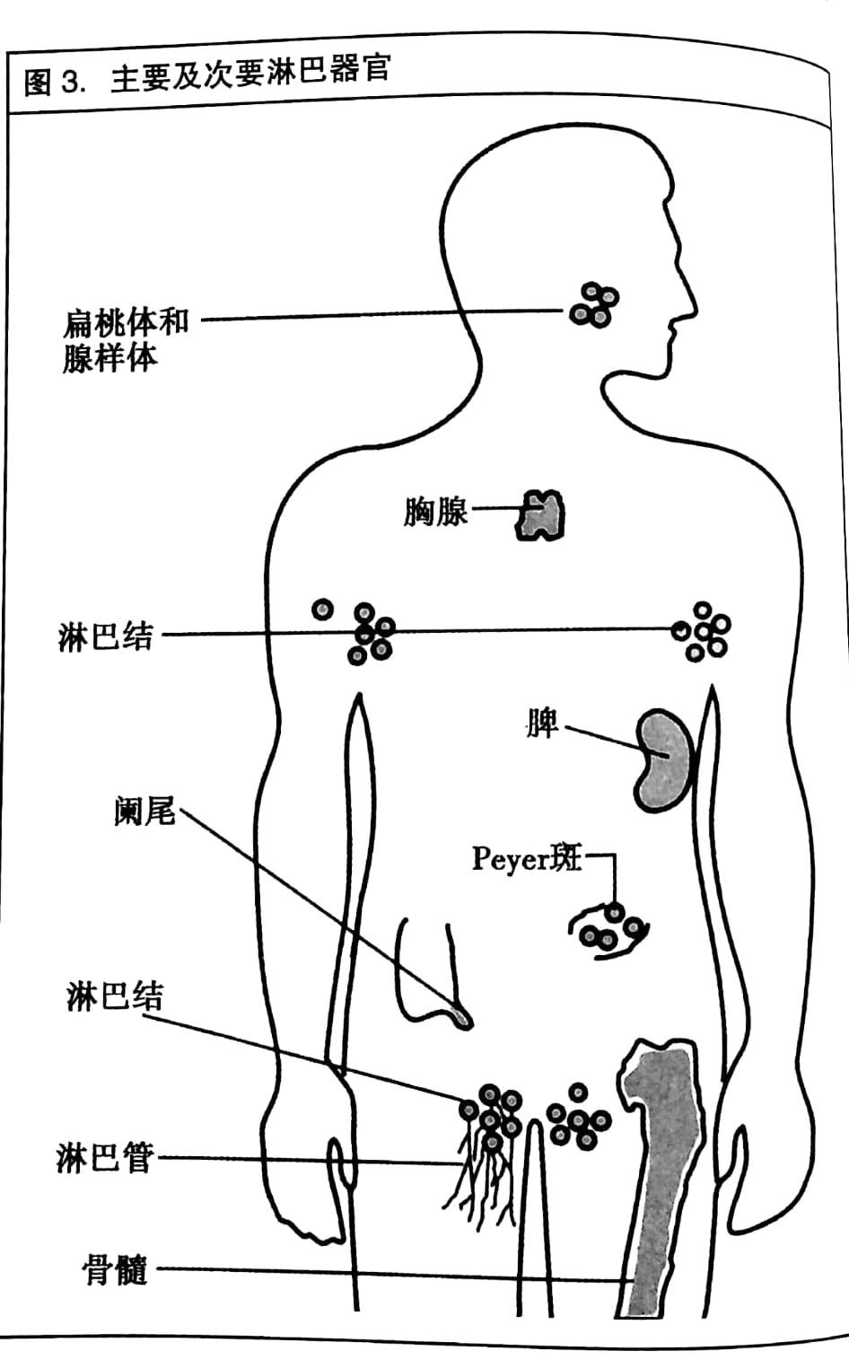 人体免疫系统简笔画图片