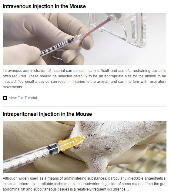 小鼠腹腔注射的要点图片