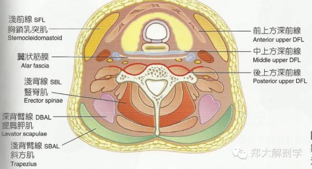 筋膜鏈認識與經絡的聯繫