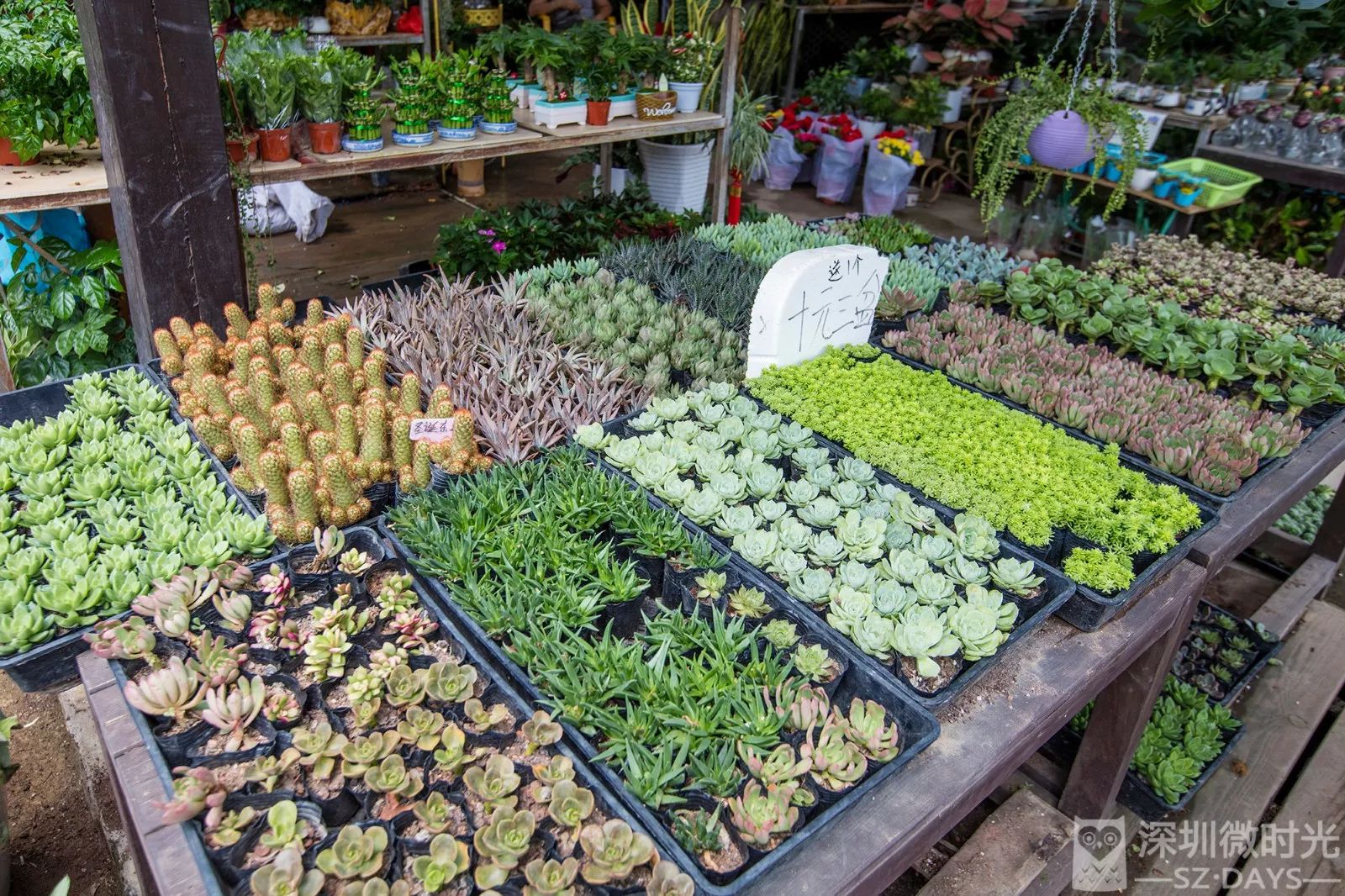 深圳最全花木市场合集,来拈花惹草啊!