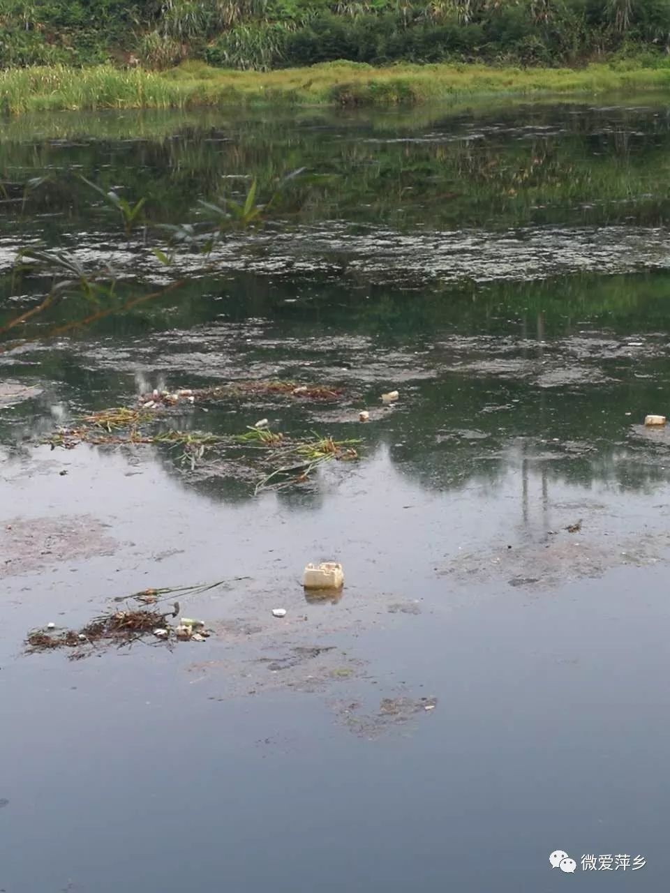 河道太脏了白竺乡一村民很心塞