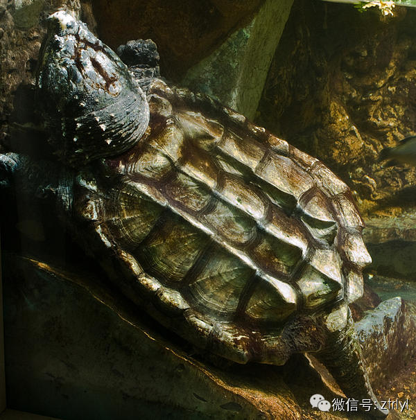 北美鳄龟成体图片图片