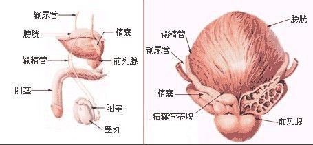 表面包有筋膜鞘,稱為前列腺囊.囊與前列腺之間有前列腺靜脈叢.