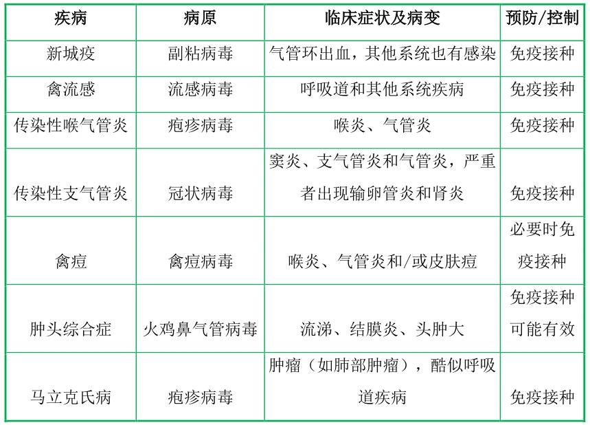 涨姿势 什么是鸡多病因呼吸道疾病?