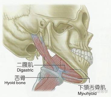 颏舌骨肌血供图片