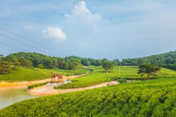 探索廣西橫縣茉莉花之旅