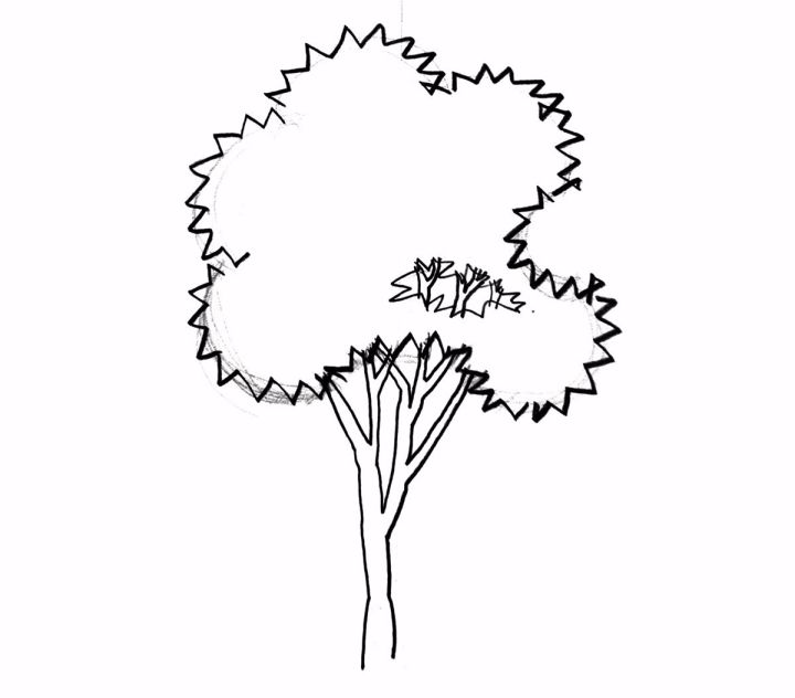 樟树立面图手绘线稿图片