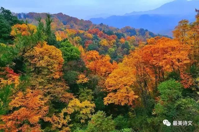 看萬山紅遍,層林盡染!