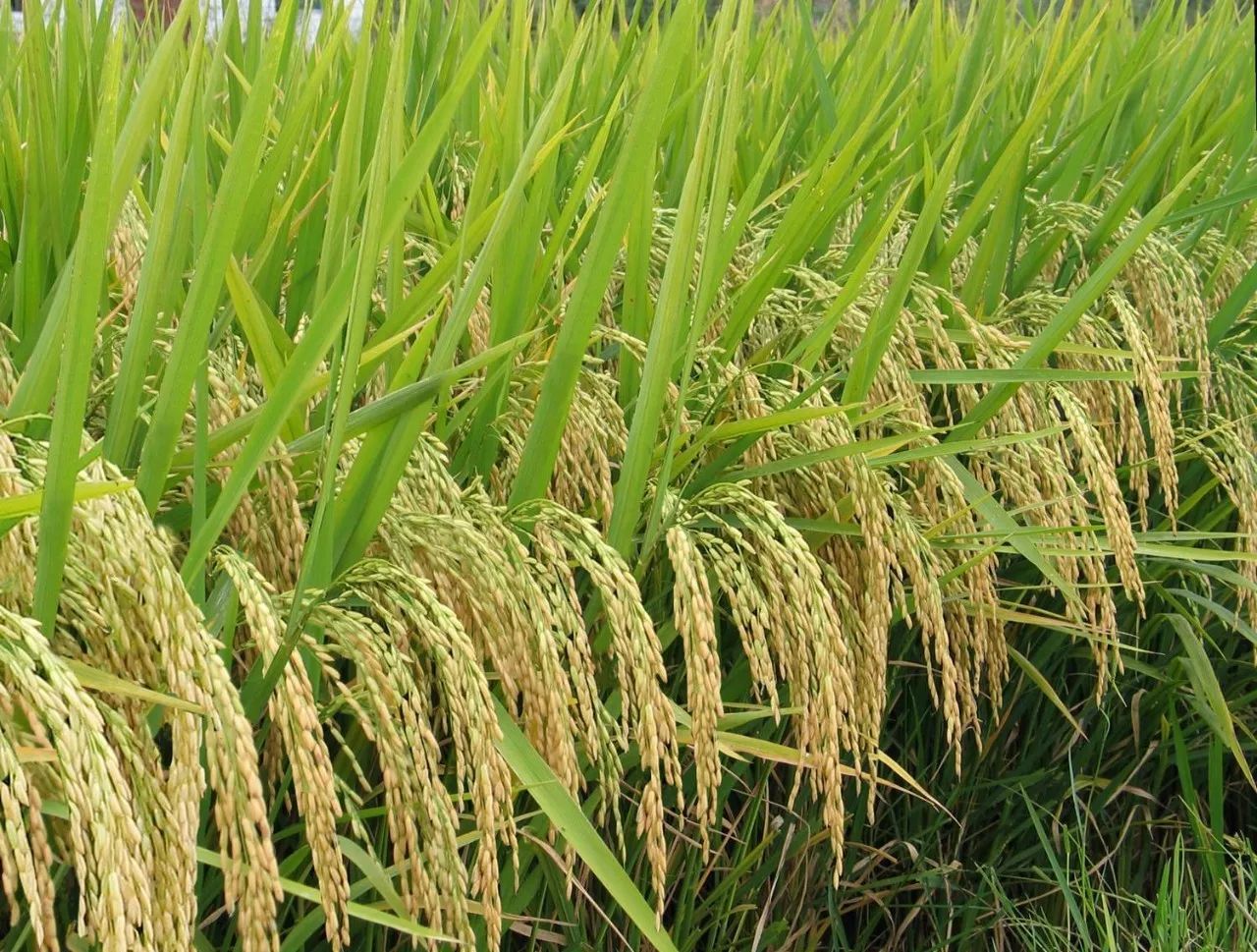中旦海水稻图片