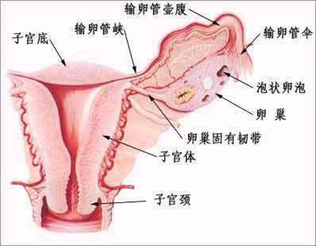 输卵管组织结构示意图图片