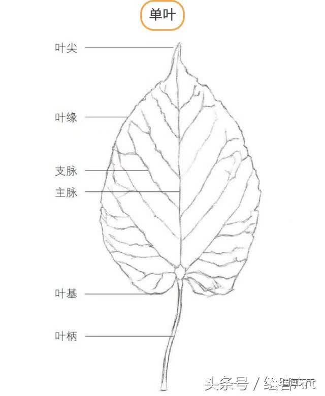 单叶复叶区分图片