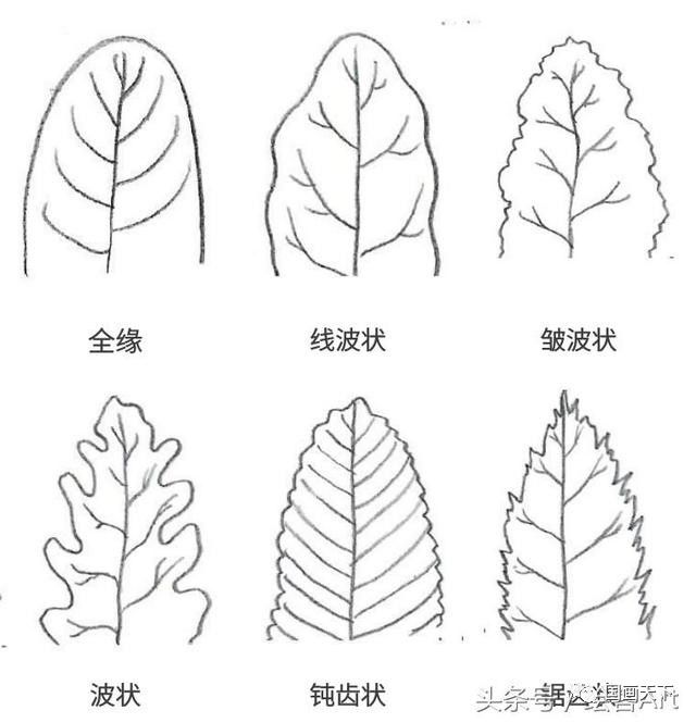 羽状网脉简笔画图片