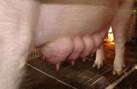 科学调配哺乳母猪的饲养食物是生产者必要考虑的问题