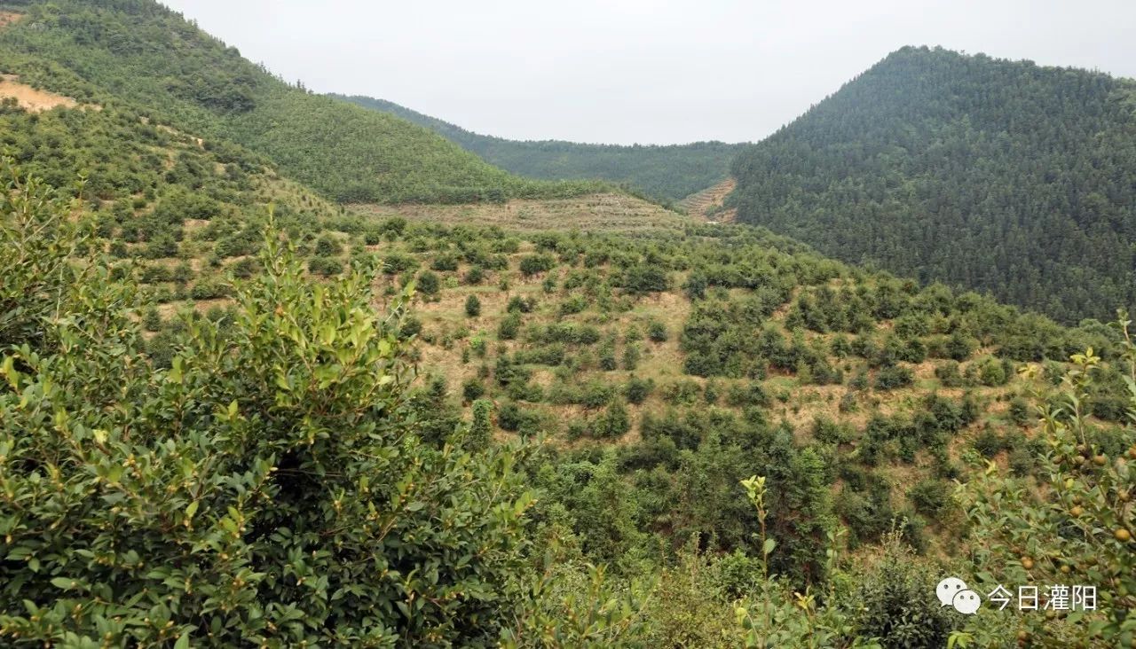 油茶栽培技术要点(田间课堂油茶栽培技术)