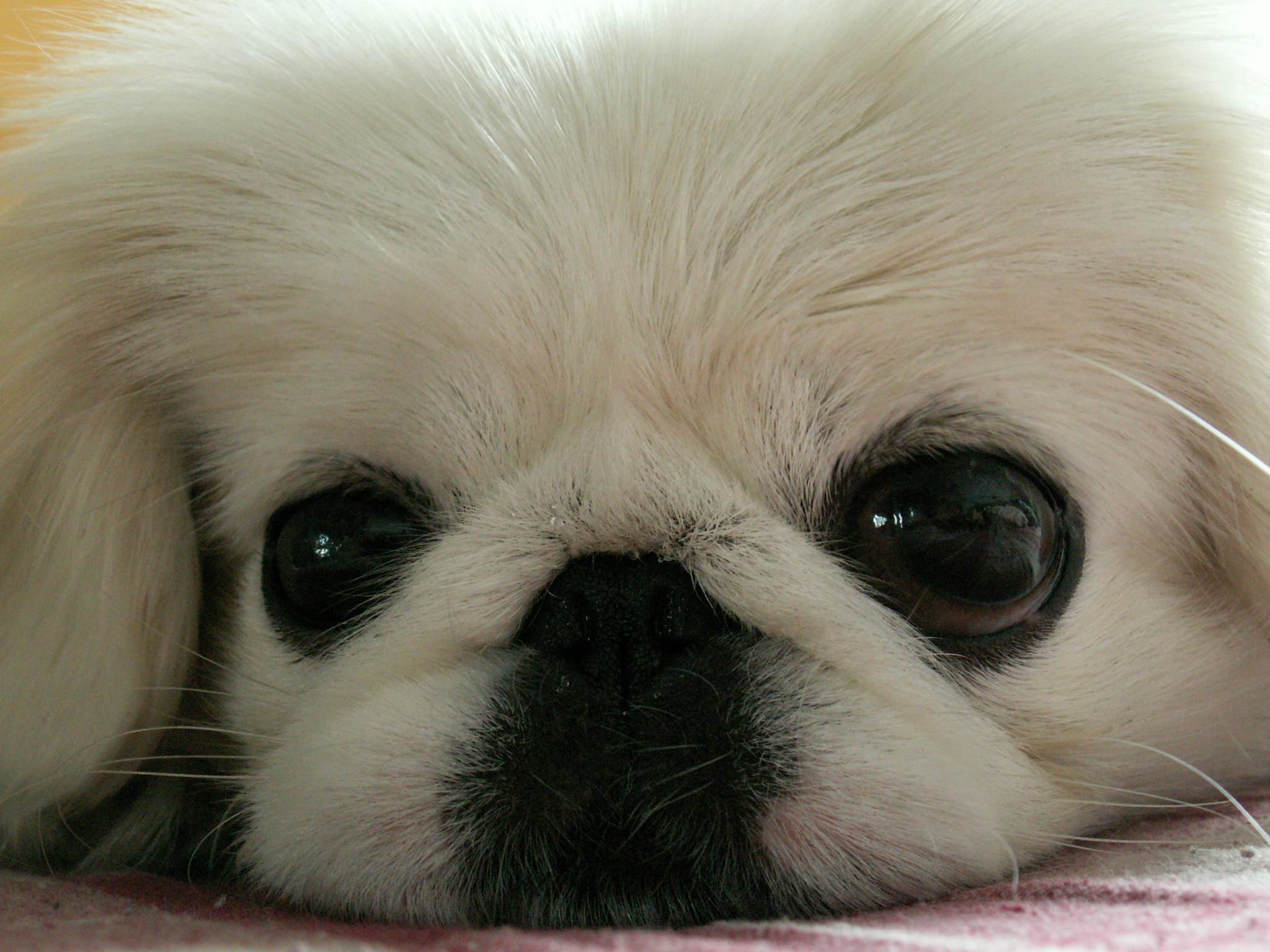 京巴犬又称北京犬,宫廷狮子狗,是中国古老的犬种,已有四千年的历史