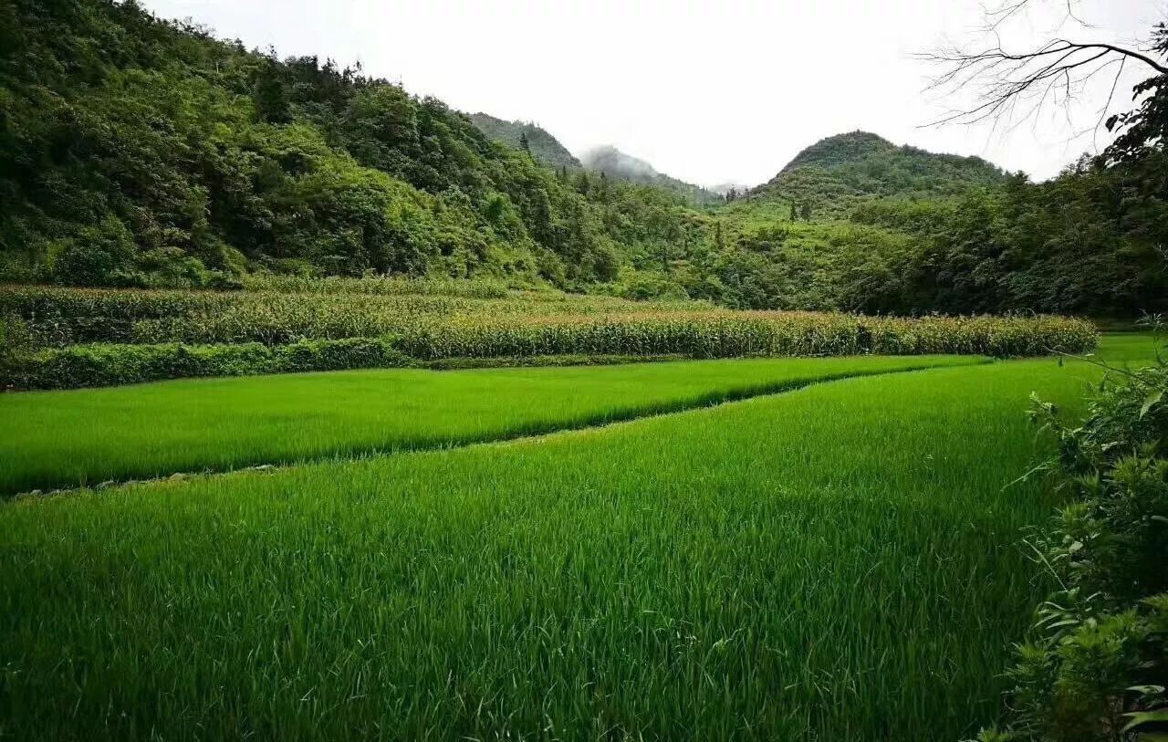 豐收時節頂著烈日辛苦勞作的人們