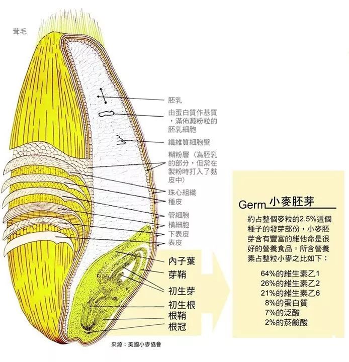 e,b组维生素和矿物质,胚和糊粉层中主要富含:对于一个小麦籽粒中,全麦