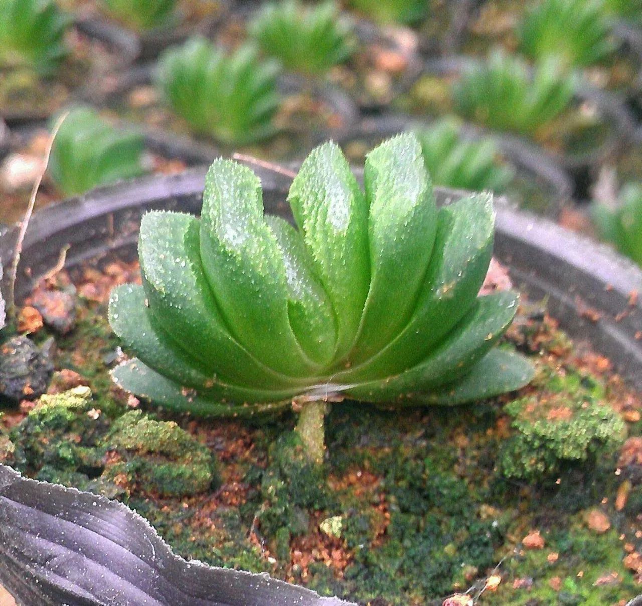 葉插生長季節剪取半木質化的基部健壯肉質葉,晾2-3天后,插入沙土或