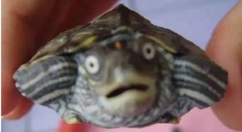 乌龟生气的表现图片