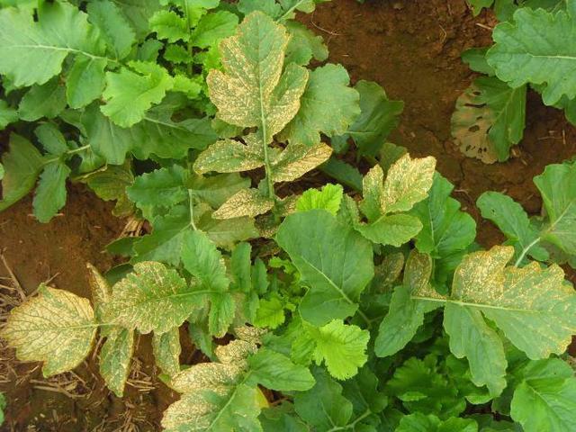 磷肥过量植物的表现图图片