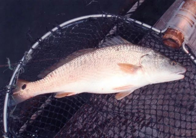 路亚美国红鱼技巧图片