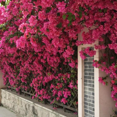5种庭院阳台不可少的爬藤植物花开风景如画香气四溢