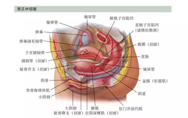 女性盆腔示意图图片