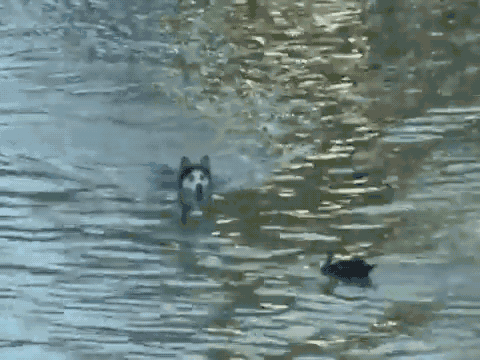 鸭子划水表情包图片